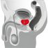 You2Toys - Prostata-Massager - Rotierender Prostata-Vibrator (Schwarz)
