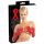 LATEX - lange, unisex Handschuhe (rot) - M